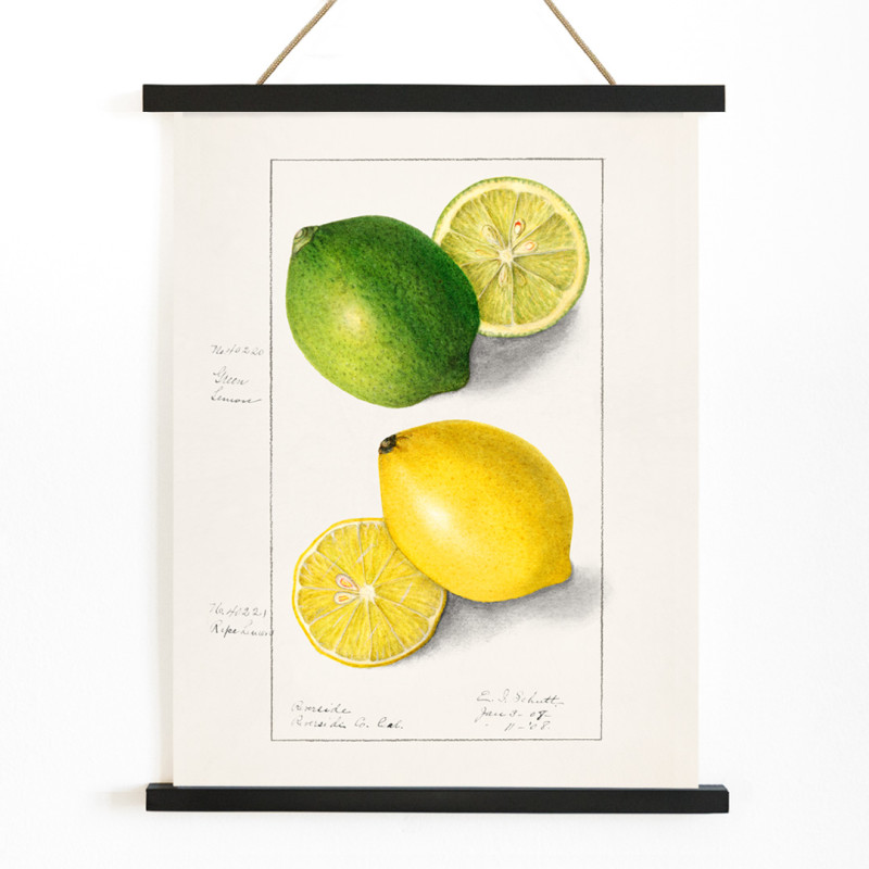Limoni (Citrus Limon)