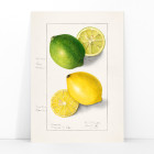Limones (Citrus Limon)