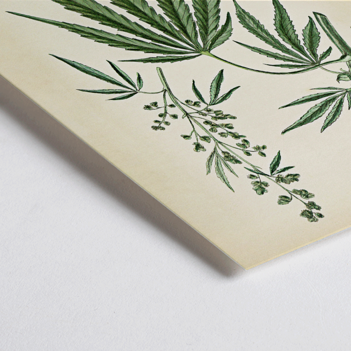 Póster de ilustración botánica de Cannabis sativa con hojas, flores y semillas de la obra de arte Cannabis Botanical Plate 2