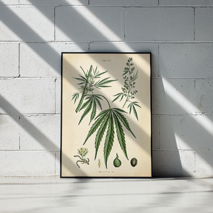 Poster of Cannabis sativa botanical illustration featuring leaves flowers and seeds from Cannabis Botanical Plate 2 artwork