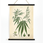 Póster de ilustración botánica de Cannabis sativa con hojas, flores y semillas de la obra de arte Cannabis Botanical Plate 2