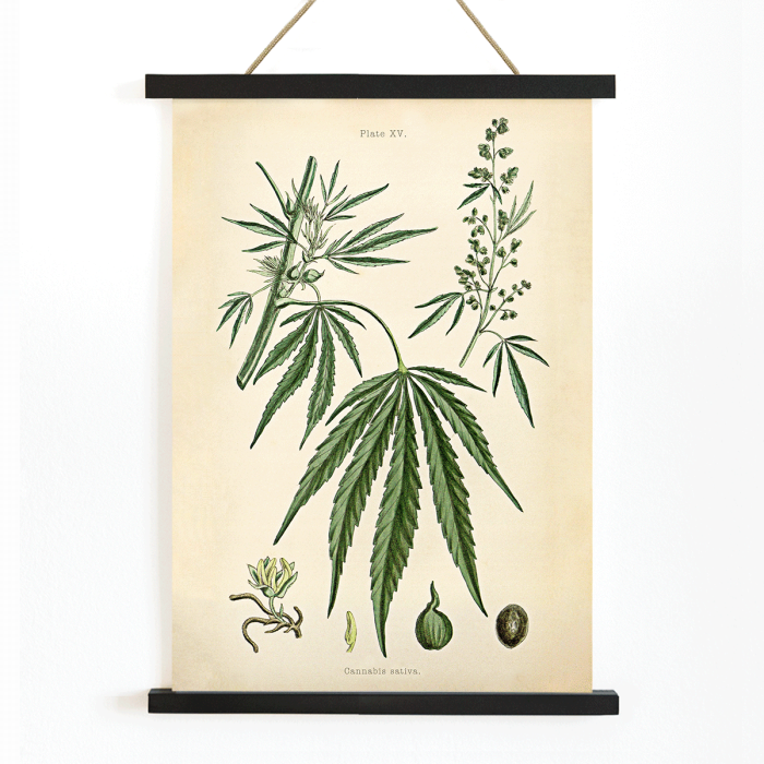 Poster of Cannabis sativa botanical illustration featuring leaves flowers and seeds from Cannabis Botanical Plate 2 artwork