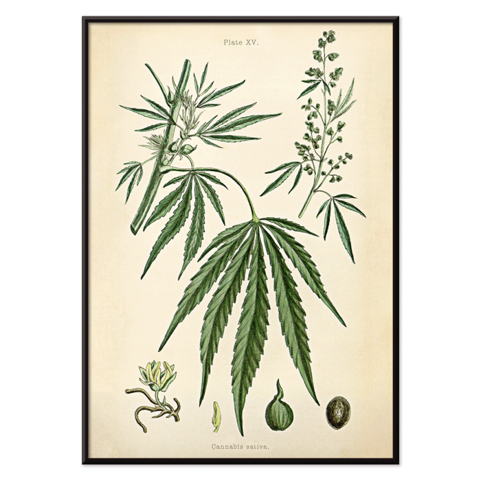 Poster of Cannabis sativa botanical illustration featuring leaves flowers and seeds from Cannabis Botanical Plate 2 artwork