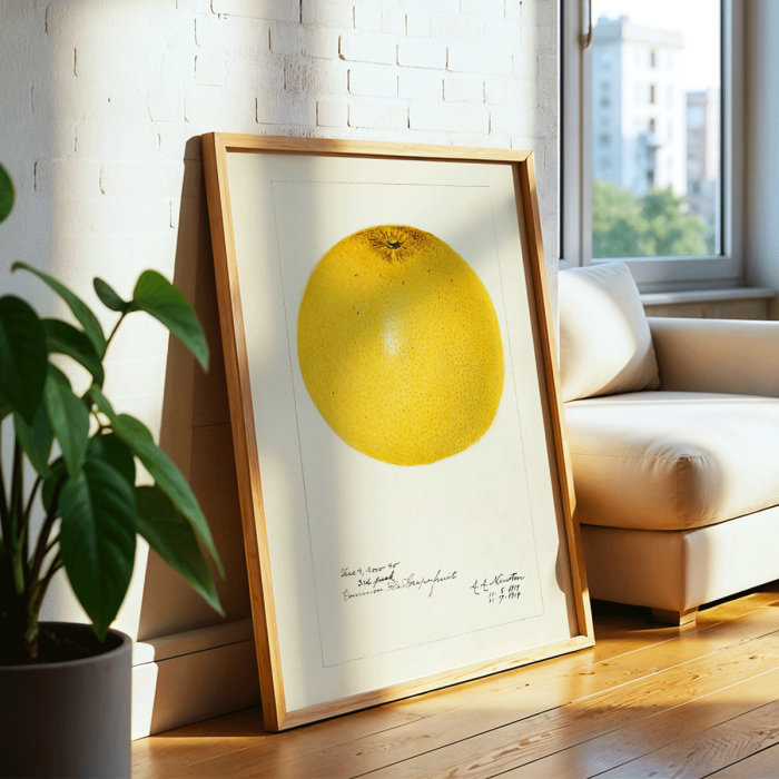 Póster presenta una ilustración detallada de una toronja titulada Citrus paradisi por Amanda Almira Newton.