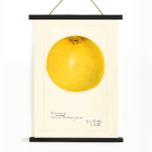 Póster presenta una ilustración detallada de una toronja titulada Citrus paradisi por Amanda Almira Newton.