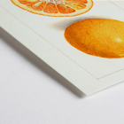 Póster de frutas cítricas de Amanda Almira Newton que muestra una naranja entera y cortada por la mitad con una ilustración detallada.