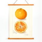 Affiche d'agrumes d'Amanda Almira Newton présentant une orange entière et coupée en deux avec une illustration détaillée.