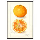 Affiche d'agrumes d'Amanda Almira Newton présentant une orange entière et coupée en deux avec une illustration détaillée.