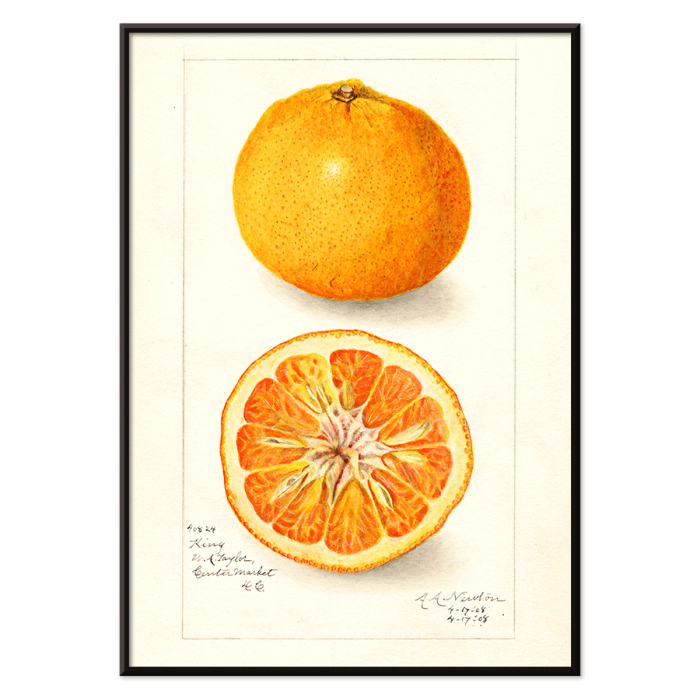 Póster de frutas cítricas de Amanda Almira Newton que muestra una naranja entera y cortada por la mitad con una ilustración detallada.