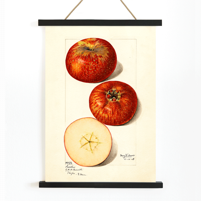 Poster présentant des pommes Malus domestica de Mary Daisy Arnold montrant des fruits entiers et tranchés avec une illustration détaillée.