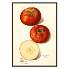 Póster presenta manzanas de Malus domestica de Mary Daisy Arnold que muestra frutas enteras y en rodajas con una ilustración detallada.