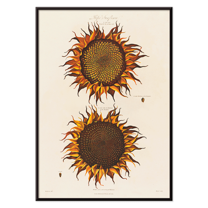 Póster de ilustración botánica que muestra dos girasoles titulada Ripe Sunflower de Robert John Thornton con pétalos de color naranja vibrante