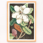 Magnolia altissima