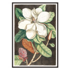 Magnolia altissima
