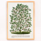 Árbol de magnolia resistente