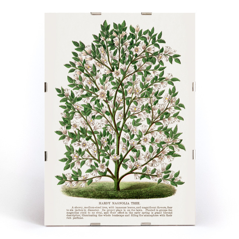Albero di magnolia resistente