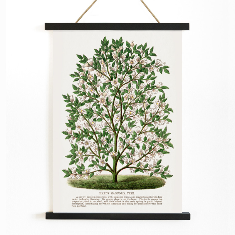 Winterharter Magnolienbaum