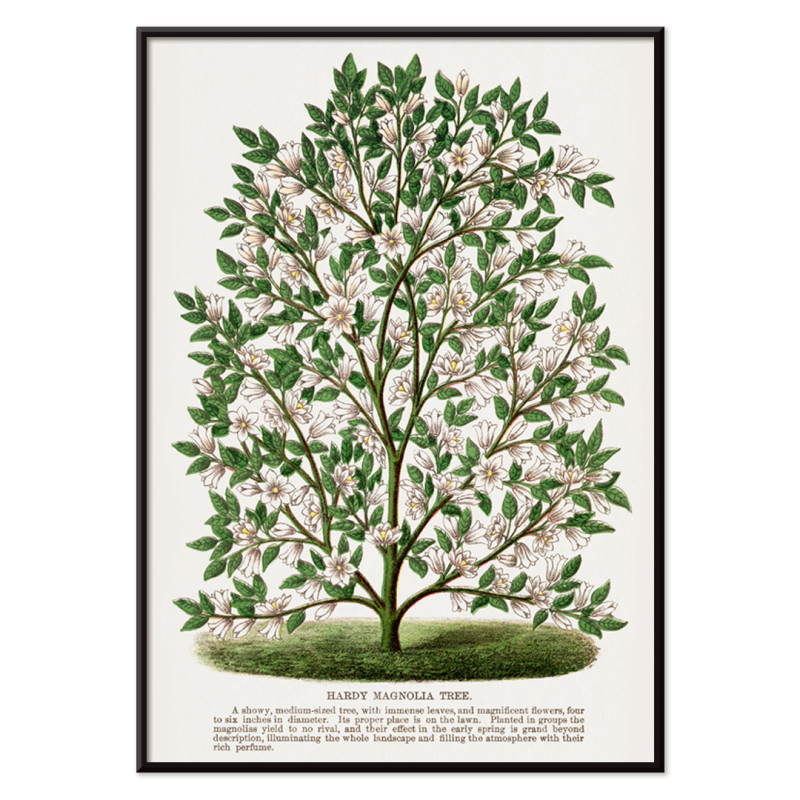 Winterharter Magnolienbaum
