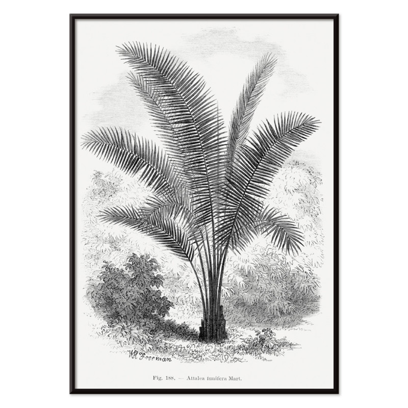 palmeira antiga