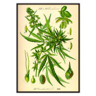 Cànnabis Sativa