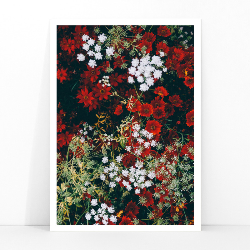 Red and white flowers