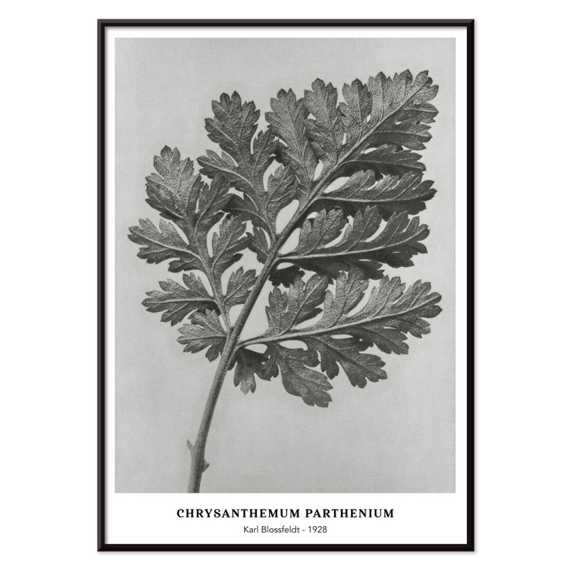 Parthenium-Chrysantheme