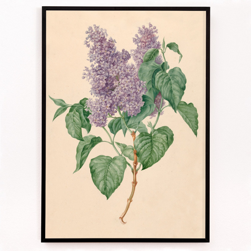 Lilas violets