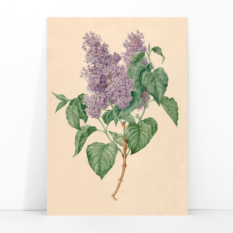 Lilas púrpuras