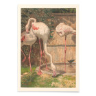 Três Flamingos