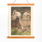 Drei Flamingos