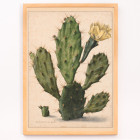 Cactus de poire en fleur