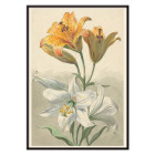 Yellow and White Lilies