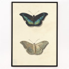 Due farfalle