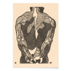 Rückenmuskulatur 2
