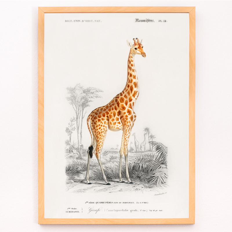 Giraffa Plancius