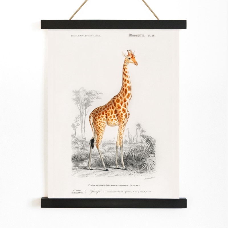 Girafe camelopardalis