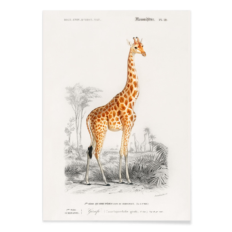 Girafe camelopardalis