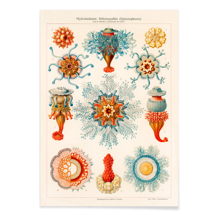 Ilustración de medusas vintage