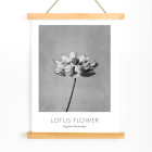 Monochrome lotus flower