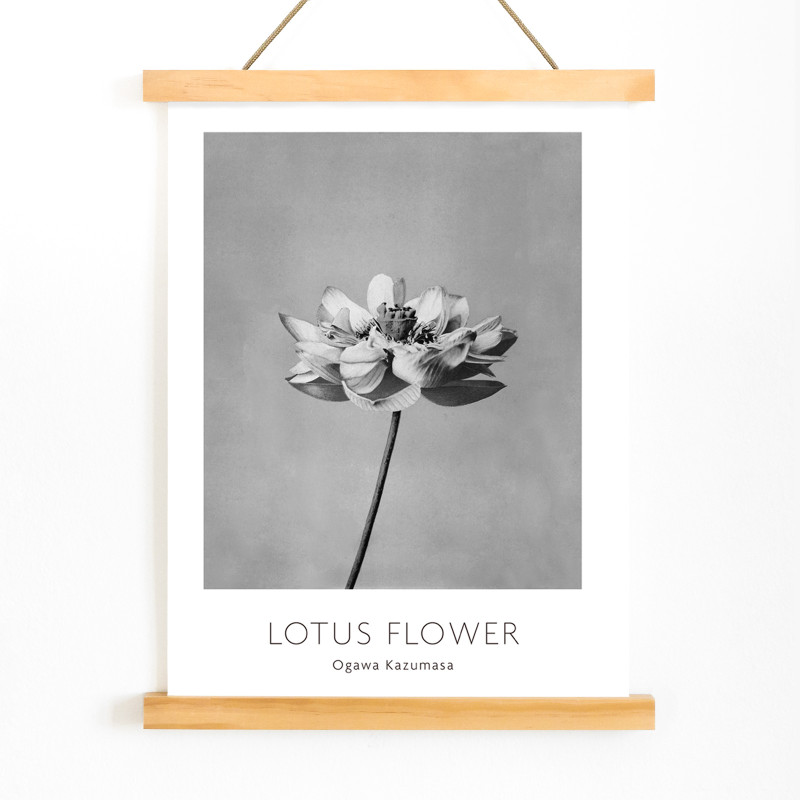 Fleur de lotus monochrome