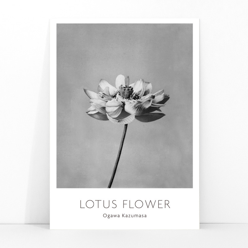 Flor de lotus monocroma