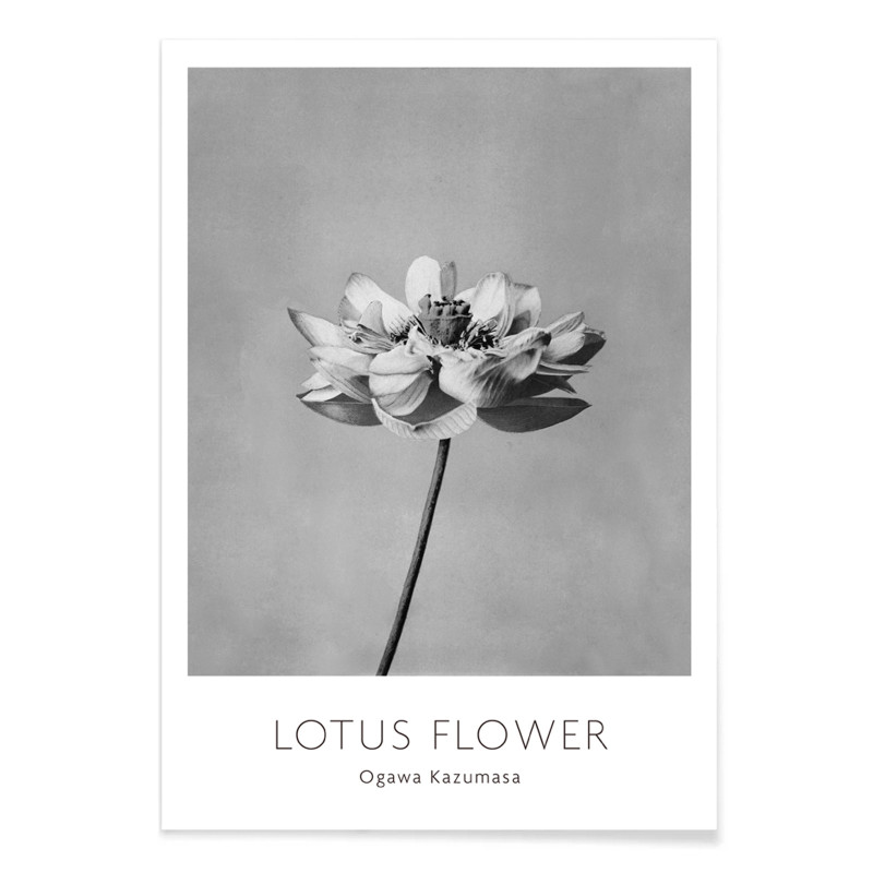 Monochrome lotus flower