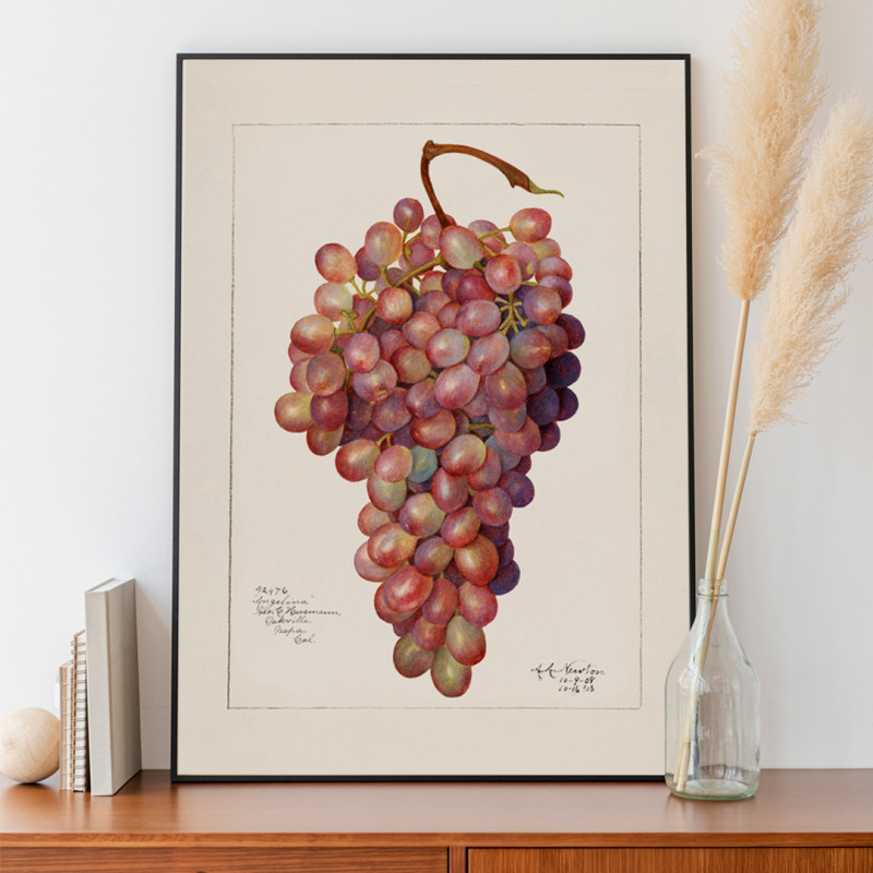 Vintage racimo de uva roja