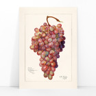 Vintage bunch of red grape
