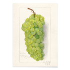 Bando de uvas verdes