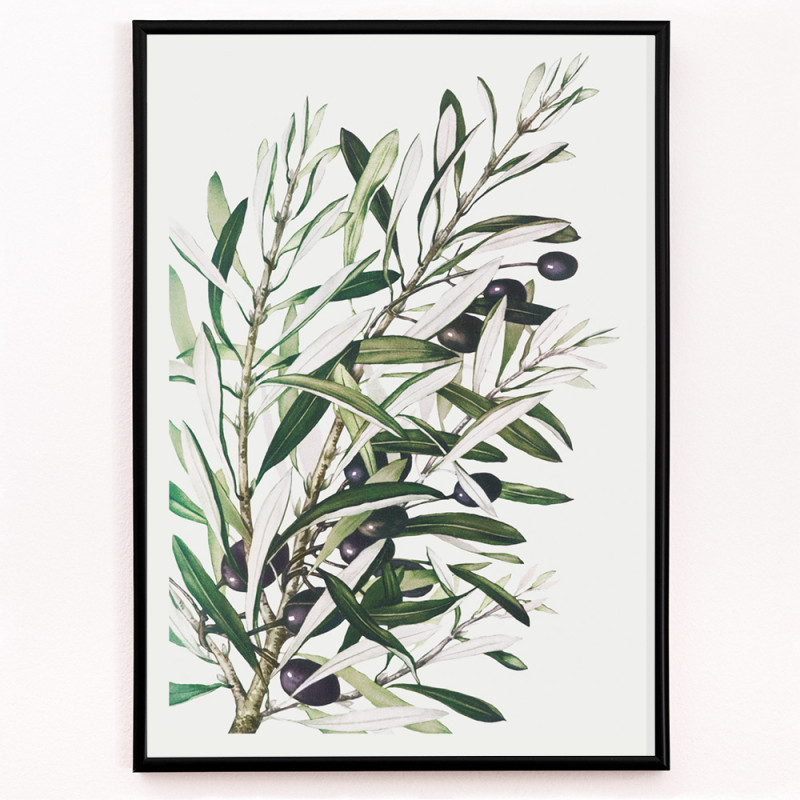 Olive branches