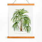 Die Palmen 3