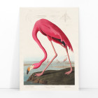 Flamingo Rosa