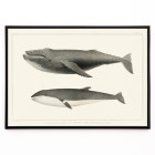 Baleia Jubarte e Baleia Minke