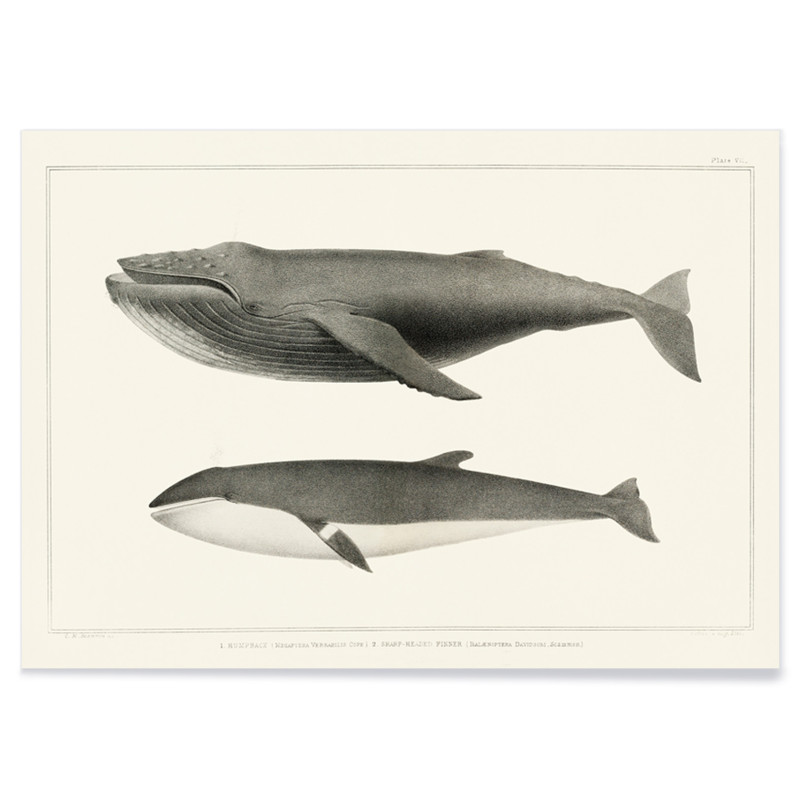 Humpback whale and Minke whale
